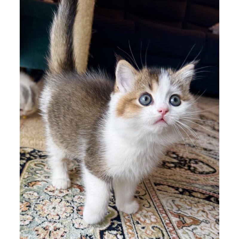 成約済の福岡県のスコティッシュフォールド-133204の41枚目