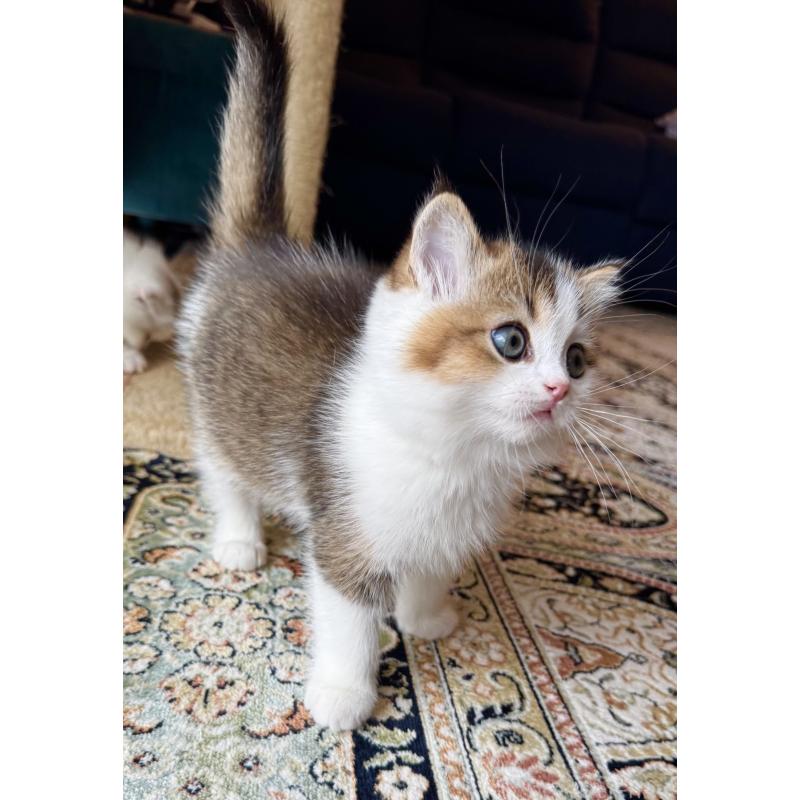 成約済の福岡県のスコティッシュフォールド-133204の40枚目