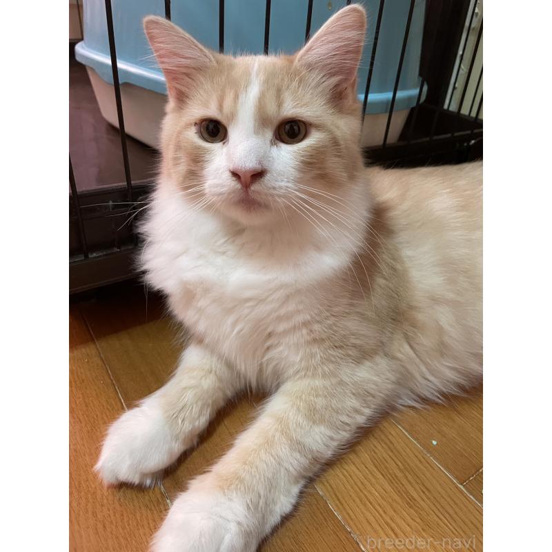 販売中の群馬県のサイベリアン-134400の3枚目