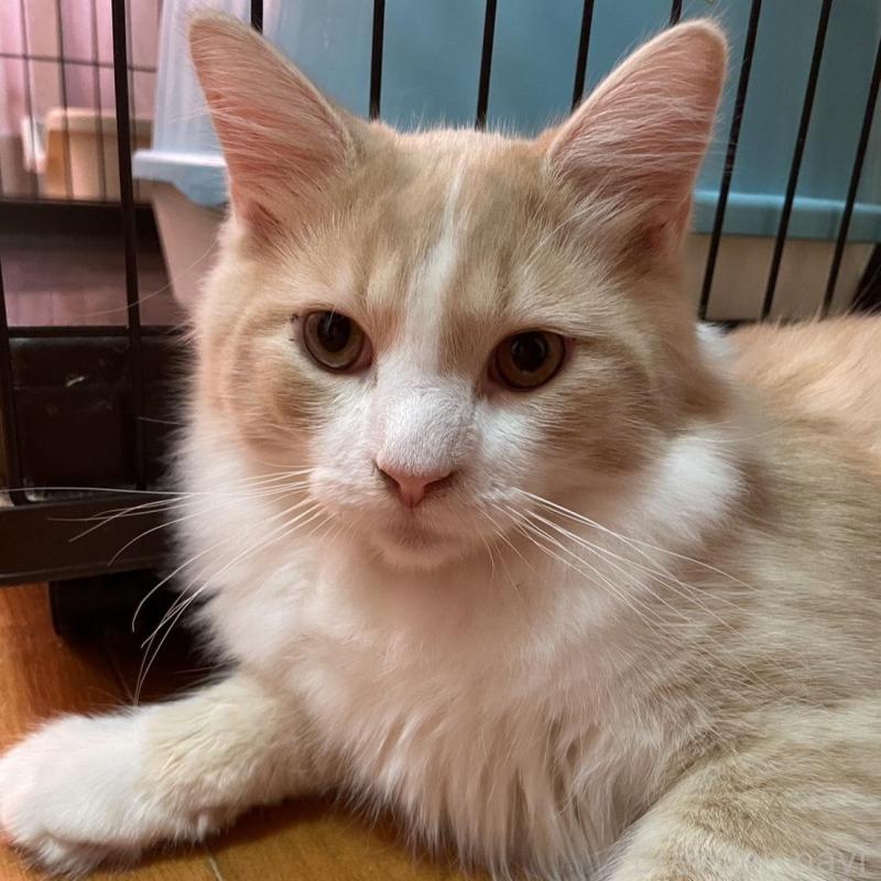 販売中の群馬県のサイベリアン-134400の1枚目