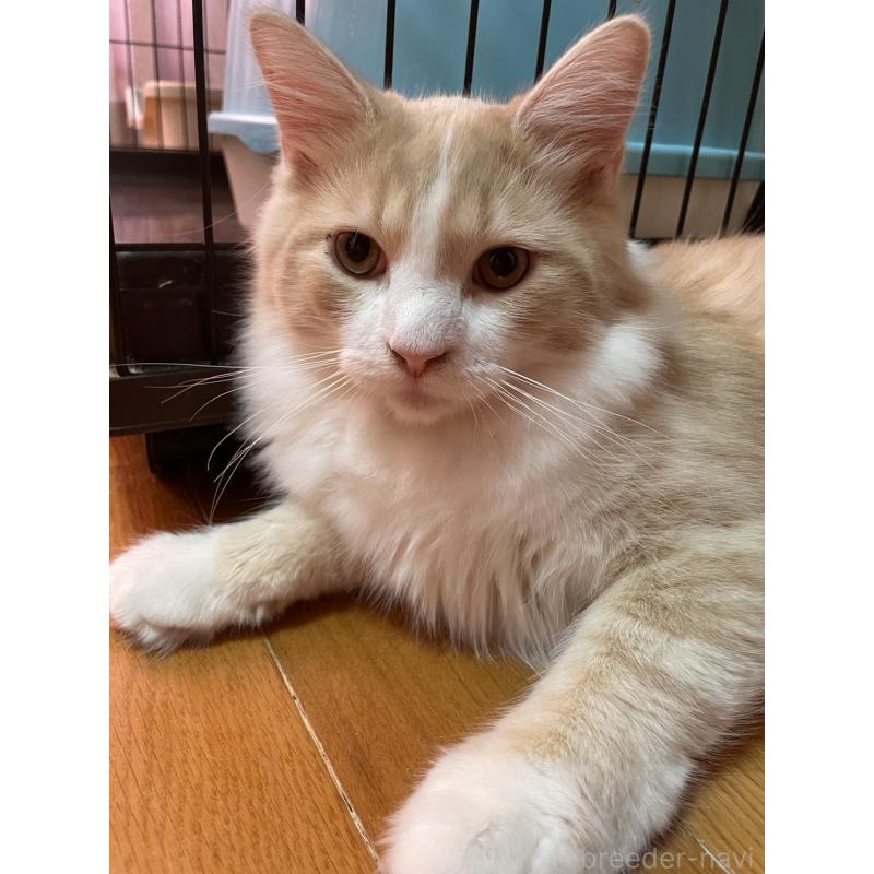 販売中の群馬県のサイベリアン-134400の2枚目