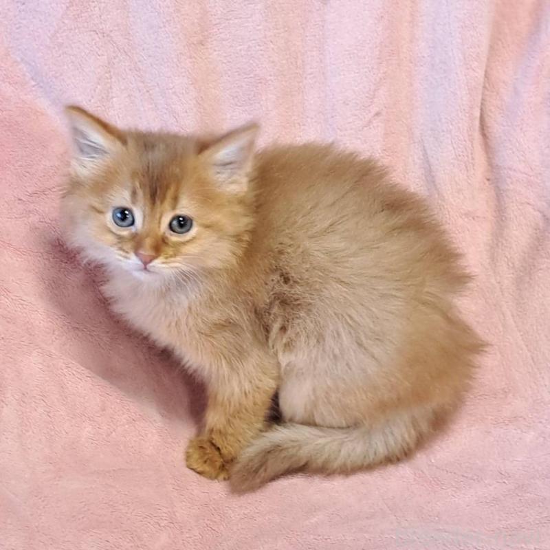 販売中の茨城県のソマリ-134401の6枚目