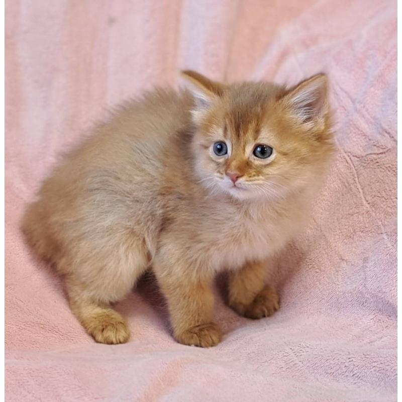 販売中の茨城県のソマリ-134401の5枚目