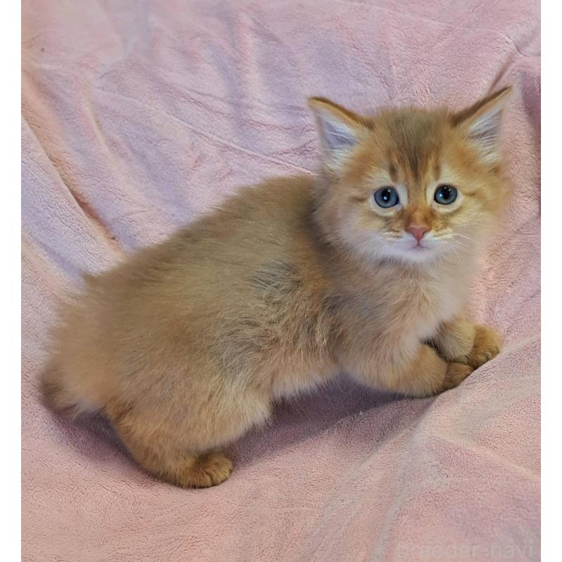 販売中の茨城県のソマリ-134401の3枚目