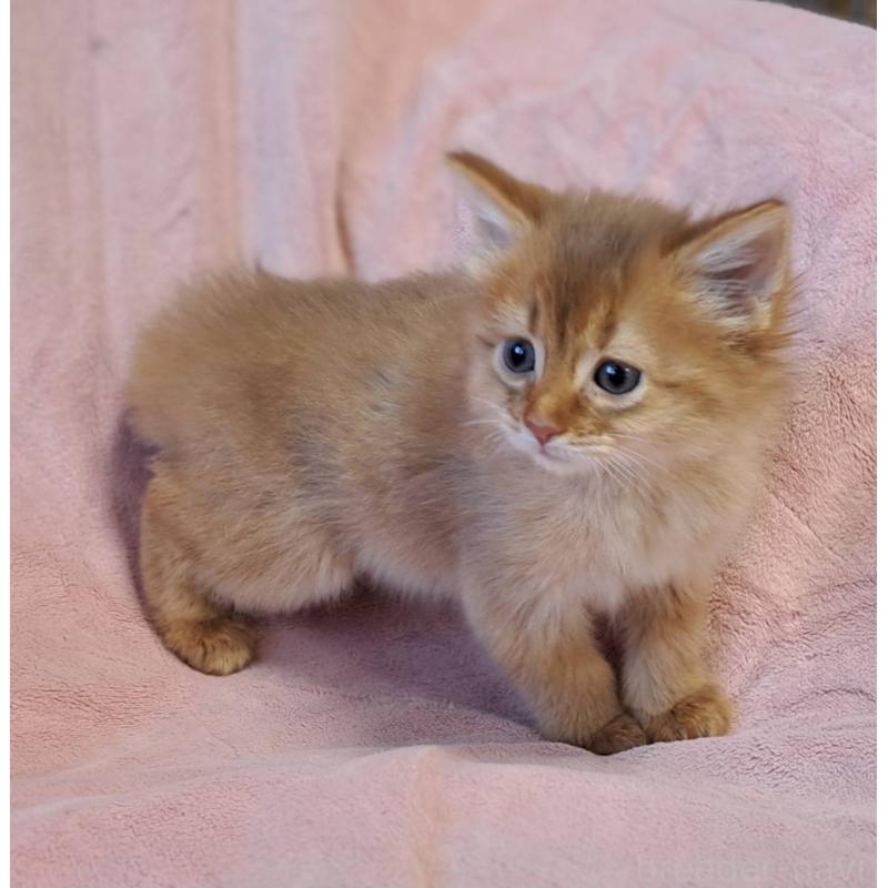 販売中の茨城県のソマリ-134401の2枚目