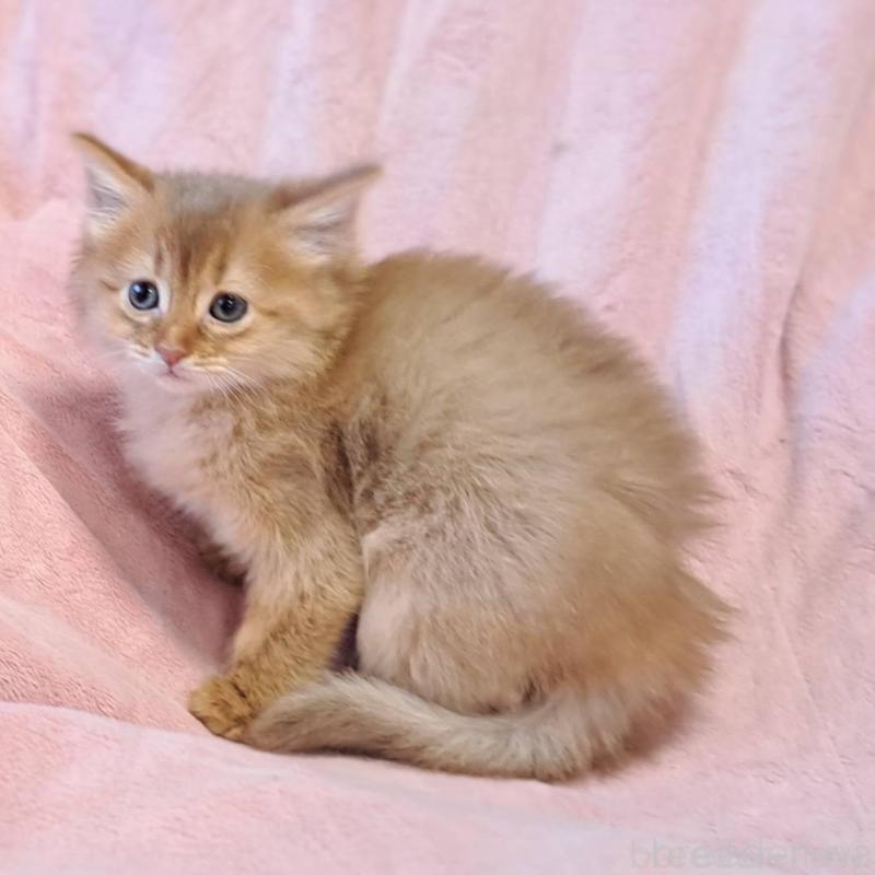 販売中の茨城県のソマリ-134401の1枚目