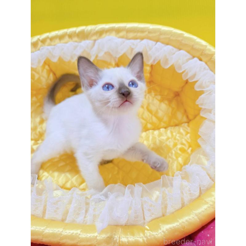 販売中の埼玉県のトンキニーズ-134402の5枚目