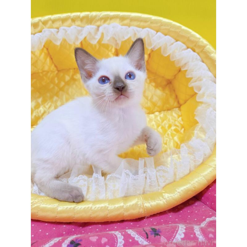 販売中の埼玉県のトンキニーズ-134402の2枚目