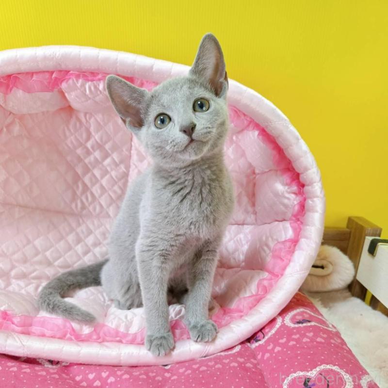 販売中の埼玉県のロシアンブルー-134404