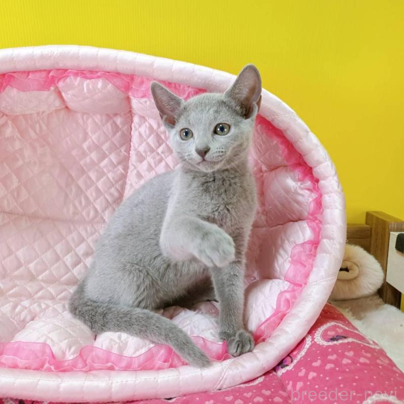 販売中の埼玉県のロシアンブルー-134404の5枚目