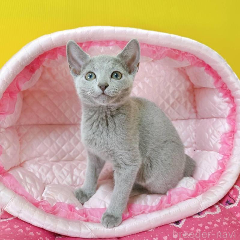 販売中の埼玉県のロシアンブルー-134404の3枚目