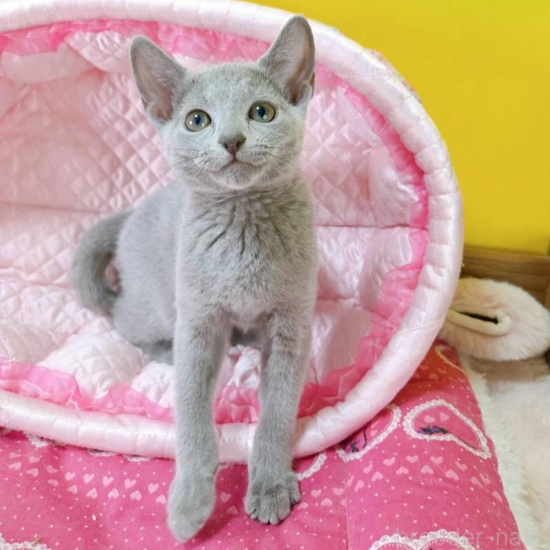 販売中の埼玉県のロシアンブルー-134404の2枚目