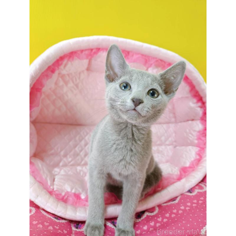 販売中の埼玉県のロシアンブルー-134405の6枚目