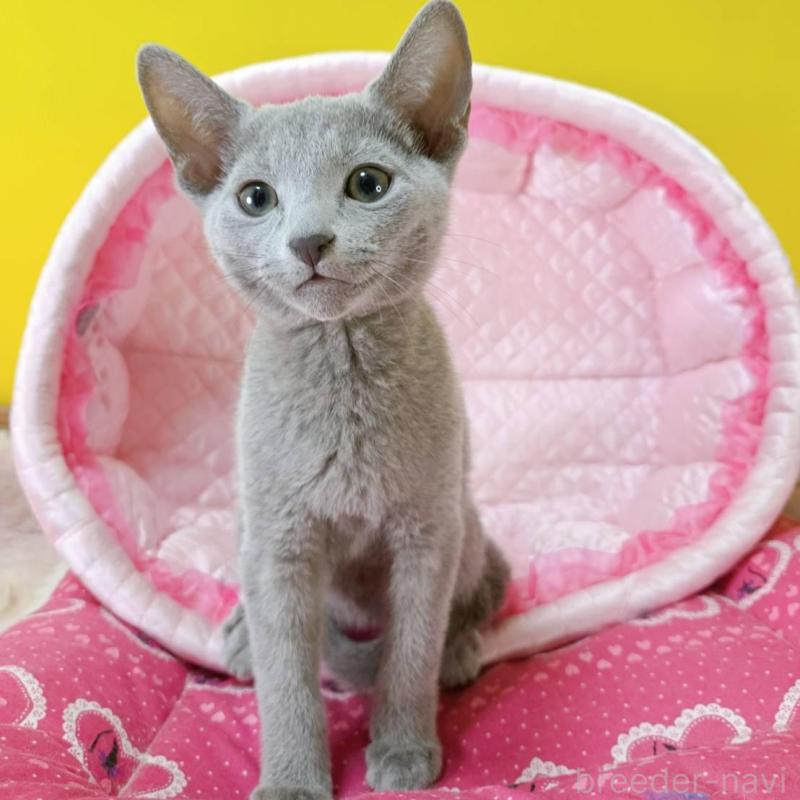 販売中の埼玉県のロシアンブルー-134405の5枚目