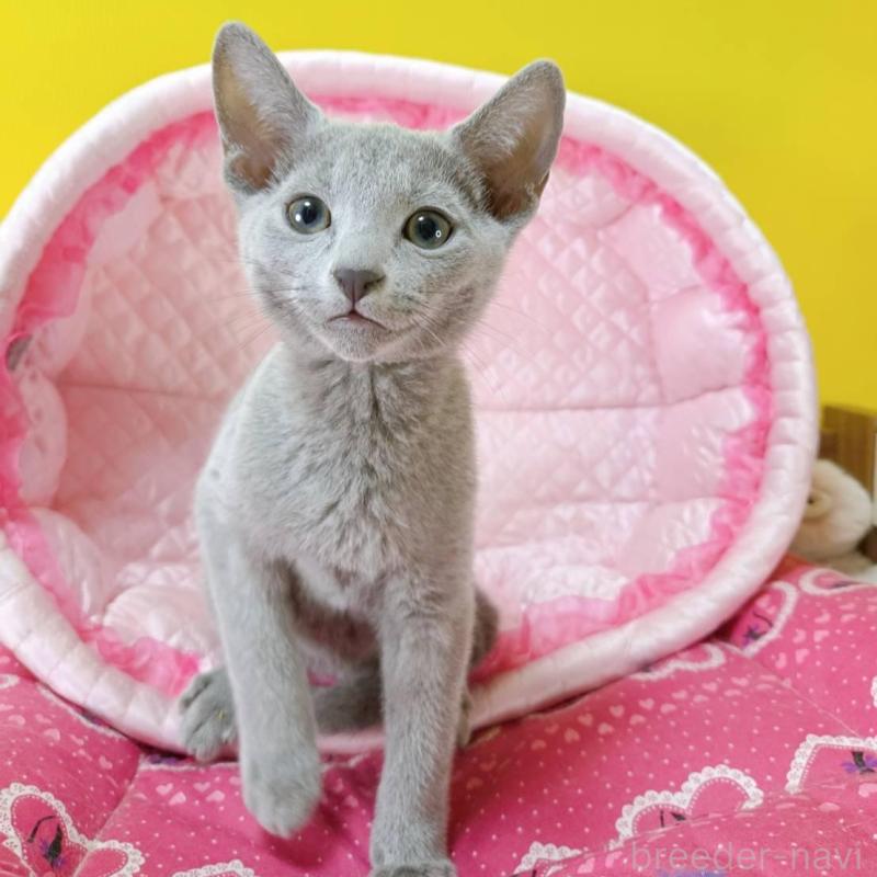 販売中の埼玉県のロシアンブルー-134405の4枚目