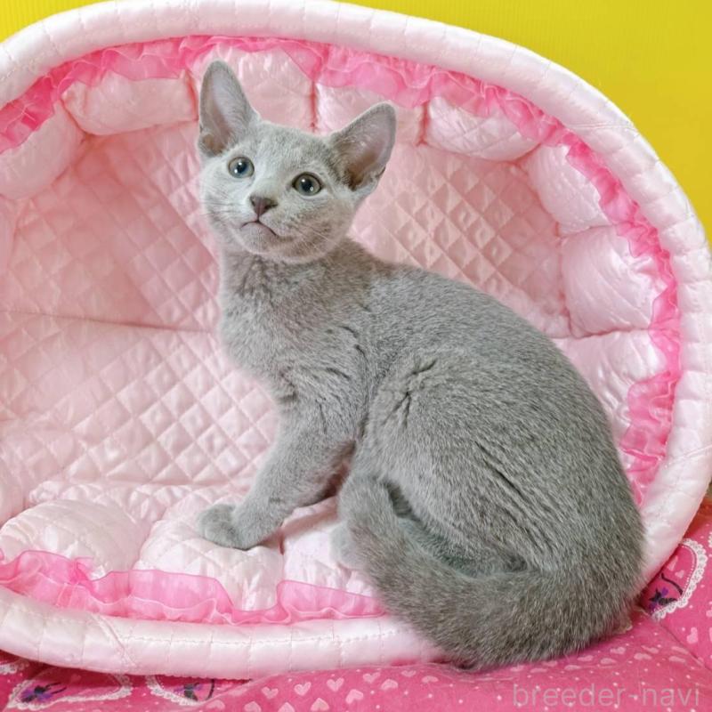 販売中の埼玉県のロシアンブルー-134405の3枚目