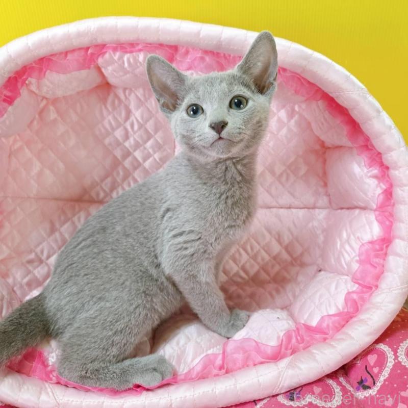 販売中の埼玉県のロシアンブルー-134405の2枚目