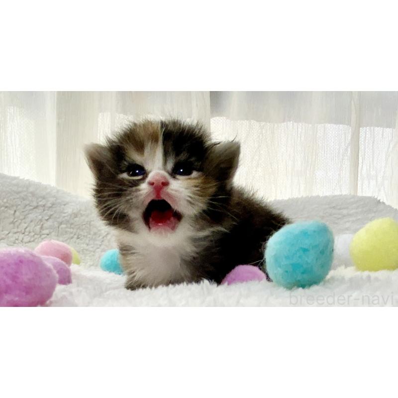 販売中の愛知県のサイベリアン-134406の5枚目