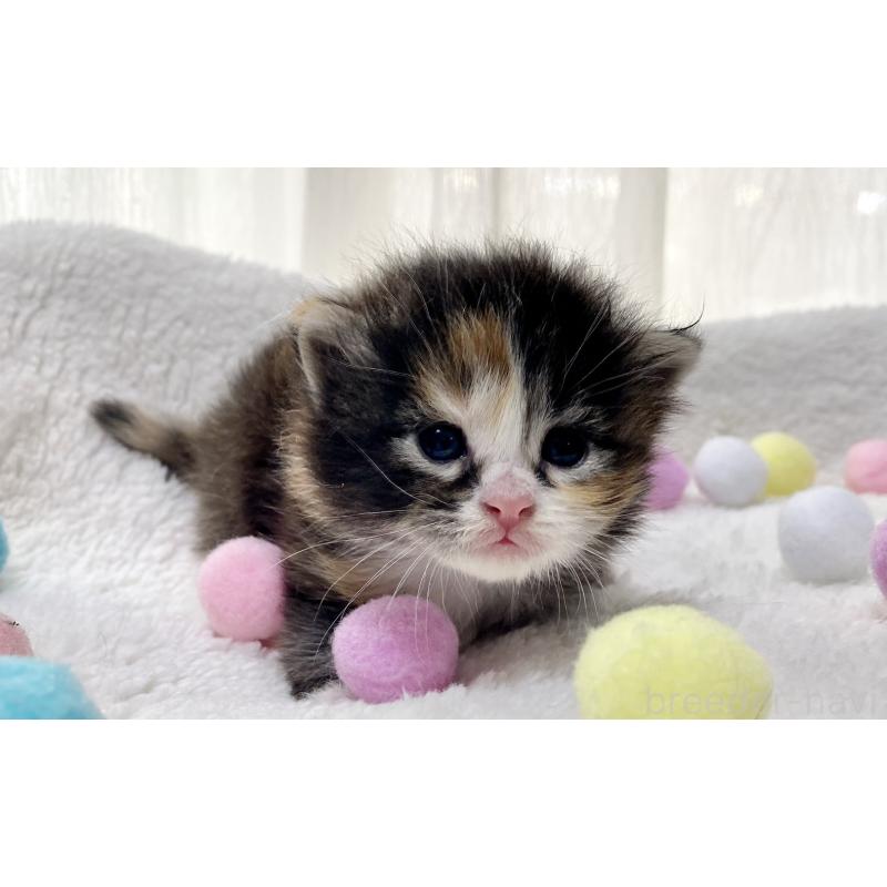 販売中の愛知県のサイベリアン-134406の4枚目