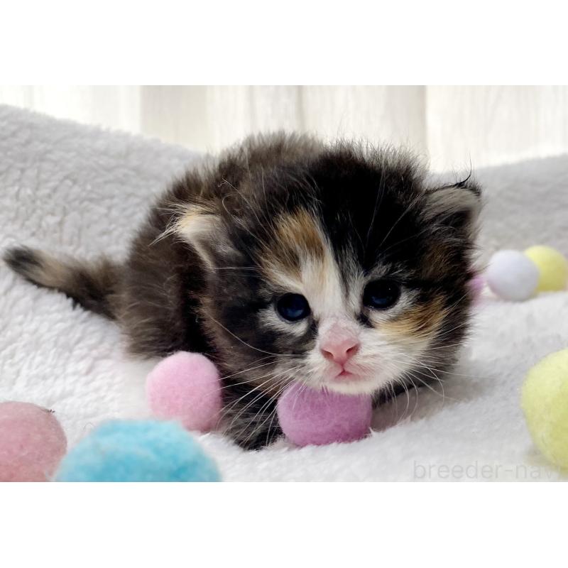 販売中の愛知県のサイベリアン-134406の3枚目