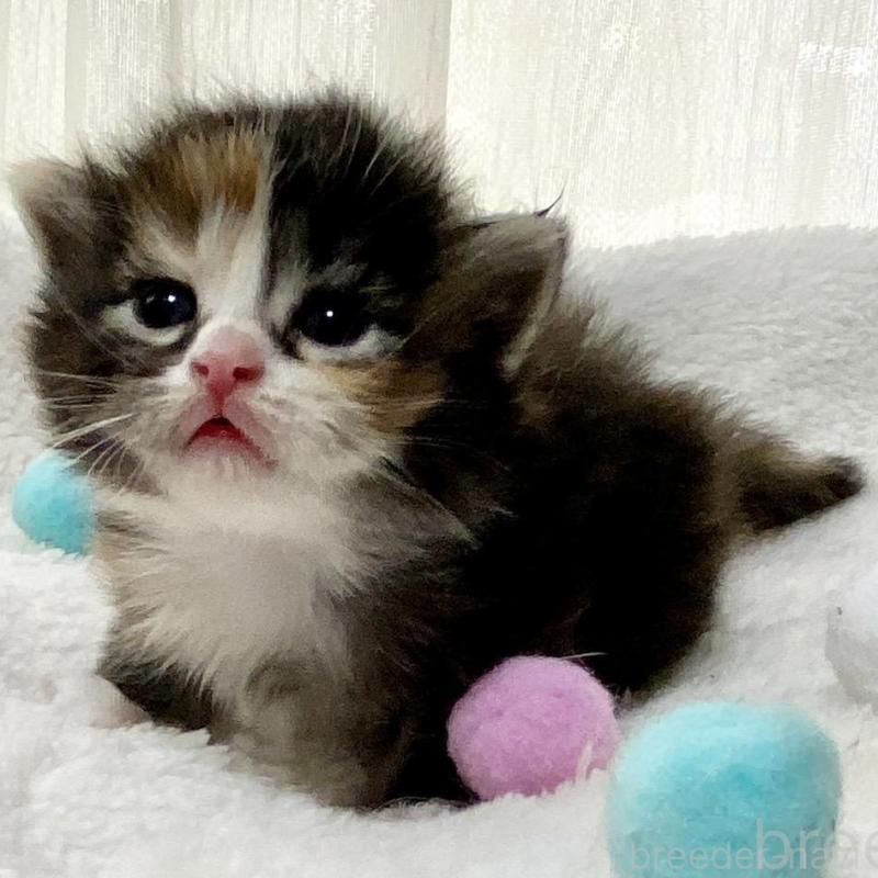 販売中の愛知県のサイベリアン-134406