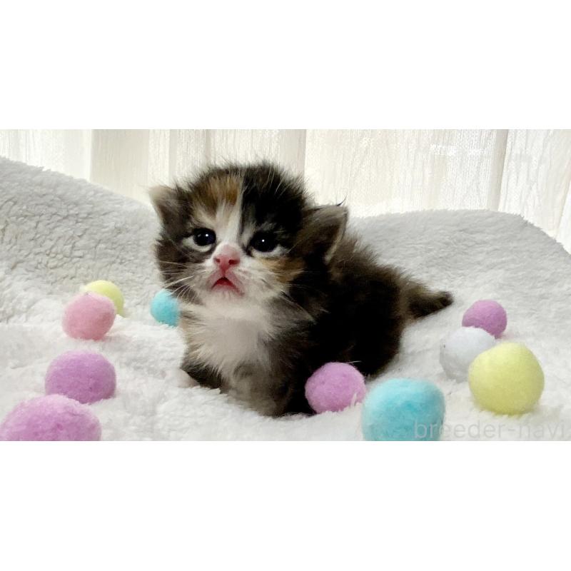 販売中の愛知県のサイベリアン-134406の2枚目