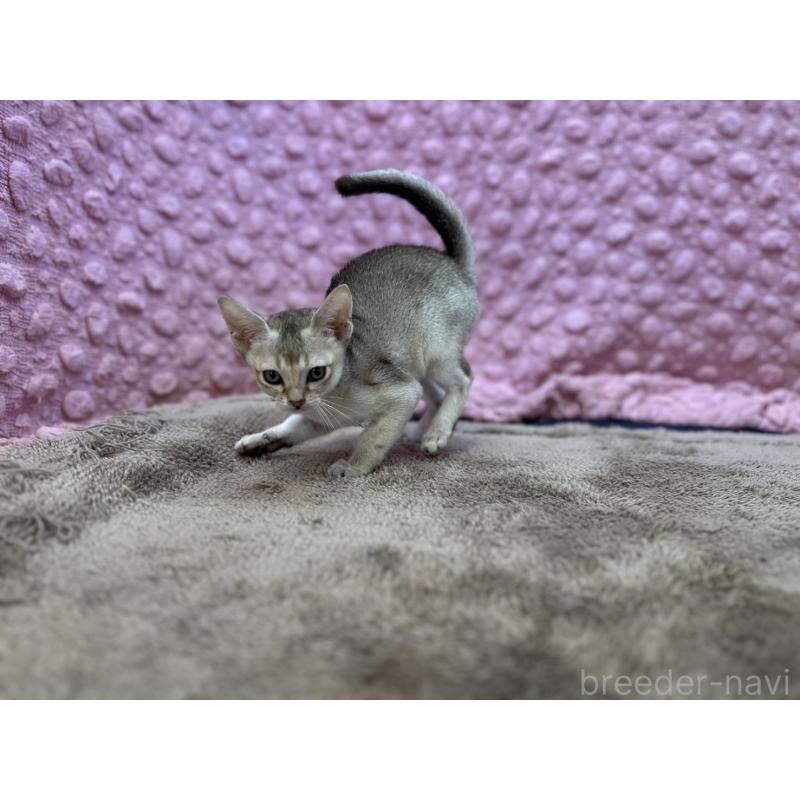 販売中の茨城県のシンガプーラ-134407の7枚目