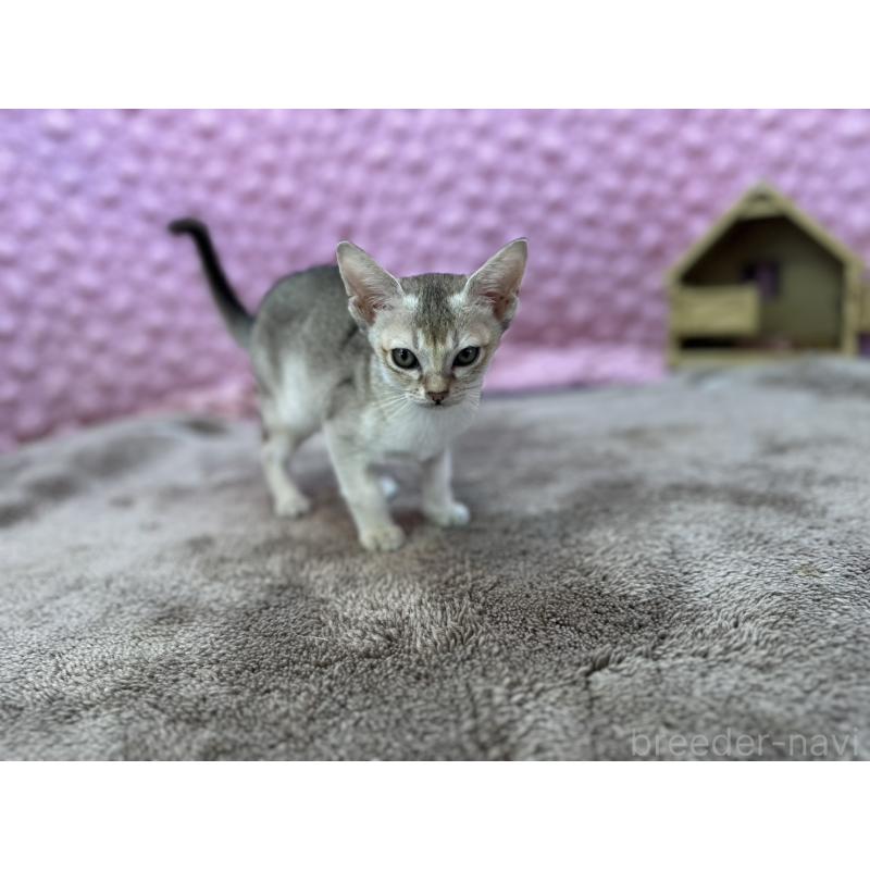 販売中の茨城県のシンガプーラ-134407の6枚目