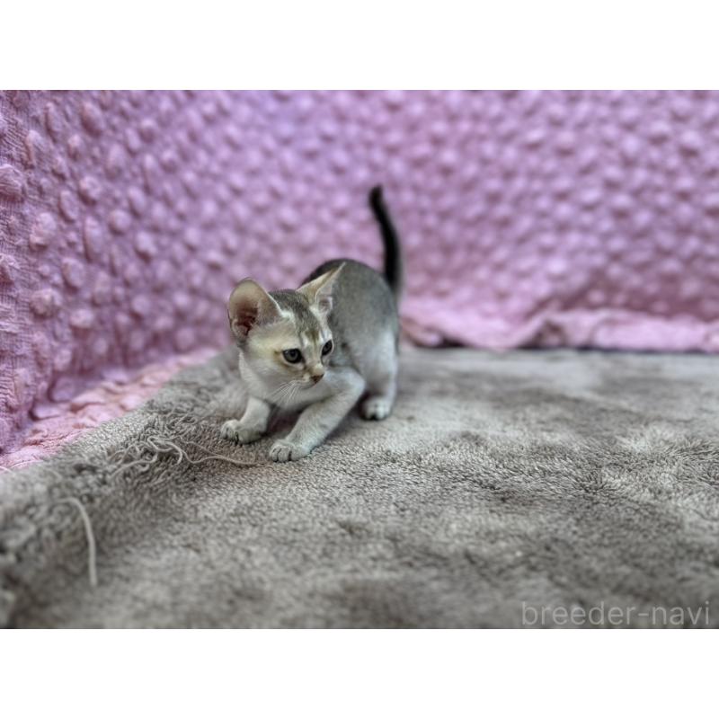 販売中の茨城県のシンガプーラ-134407の5枚目