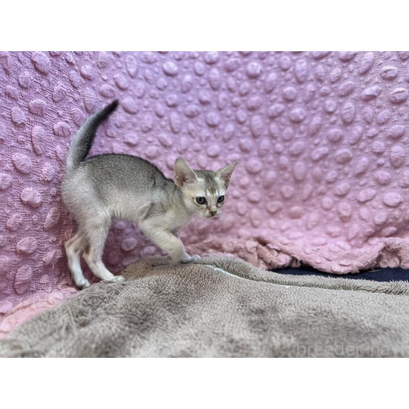 販売中の茨城県のシンガプーラ-134407の4枚目