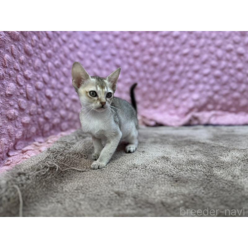 販売中の茨城県のシンガプーラ-134407の3枚目