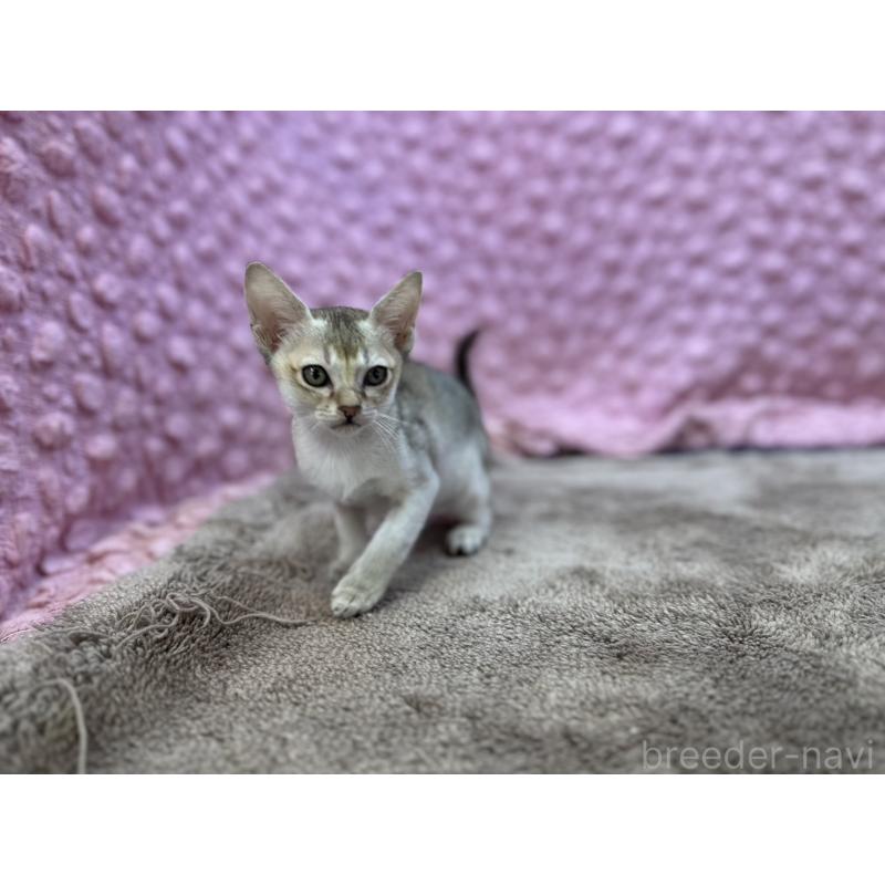 販売中の茨城県のシンガプーラ-134407の2枚目