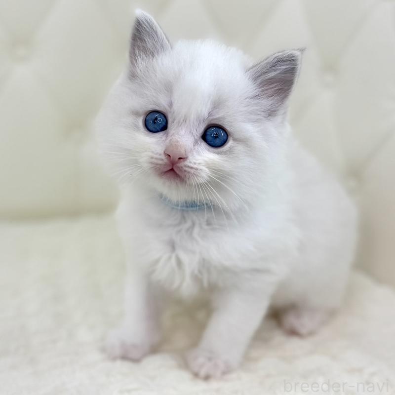 販売中の鹿児島県のサイベリアン-134408の1枚目