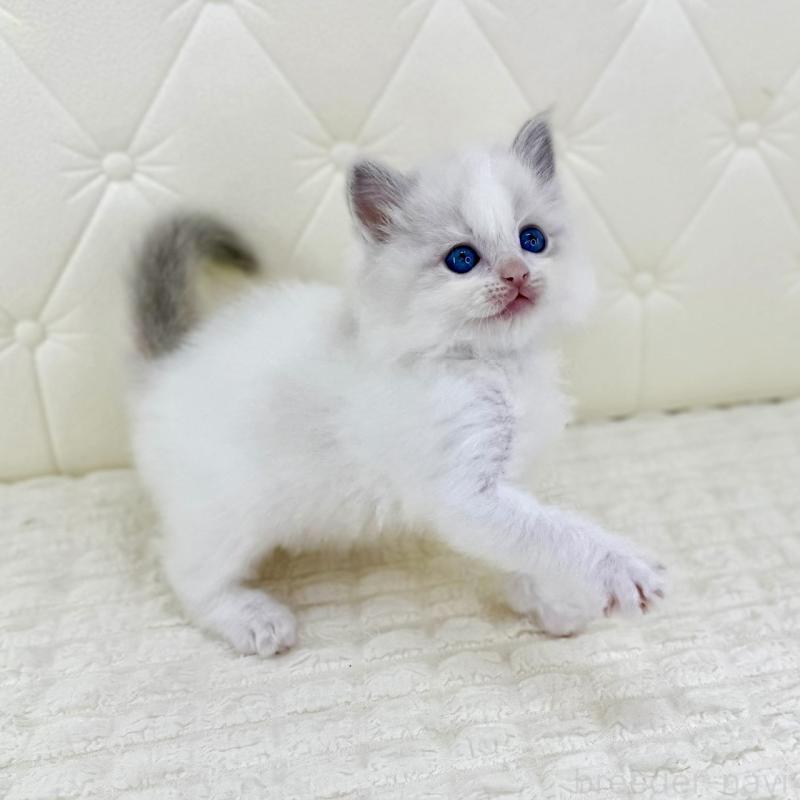 販売中の鹿児島県のサイベリアン-134408の8枚目