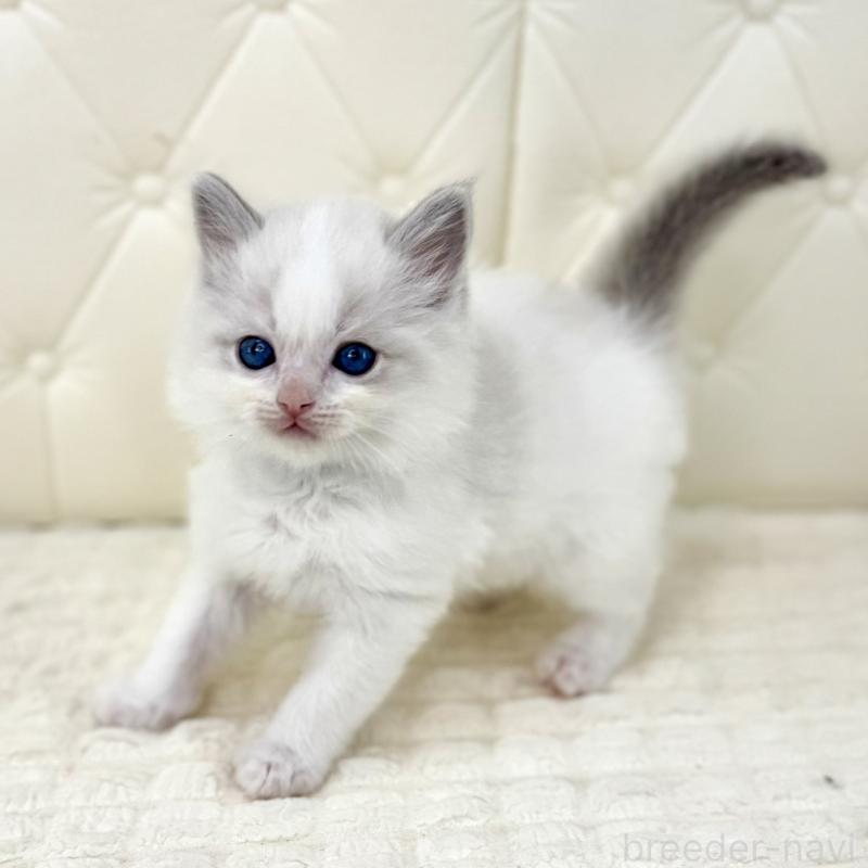 販売中の鹿児島県のサイベリアン-134408の7枚目