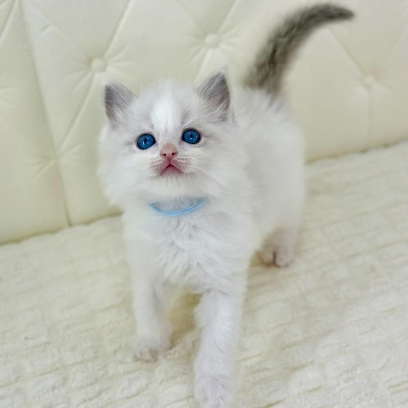 販売中の鹿児島県のサイベリアン-134408の6枚目