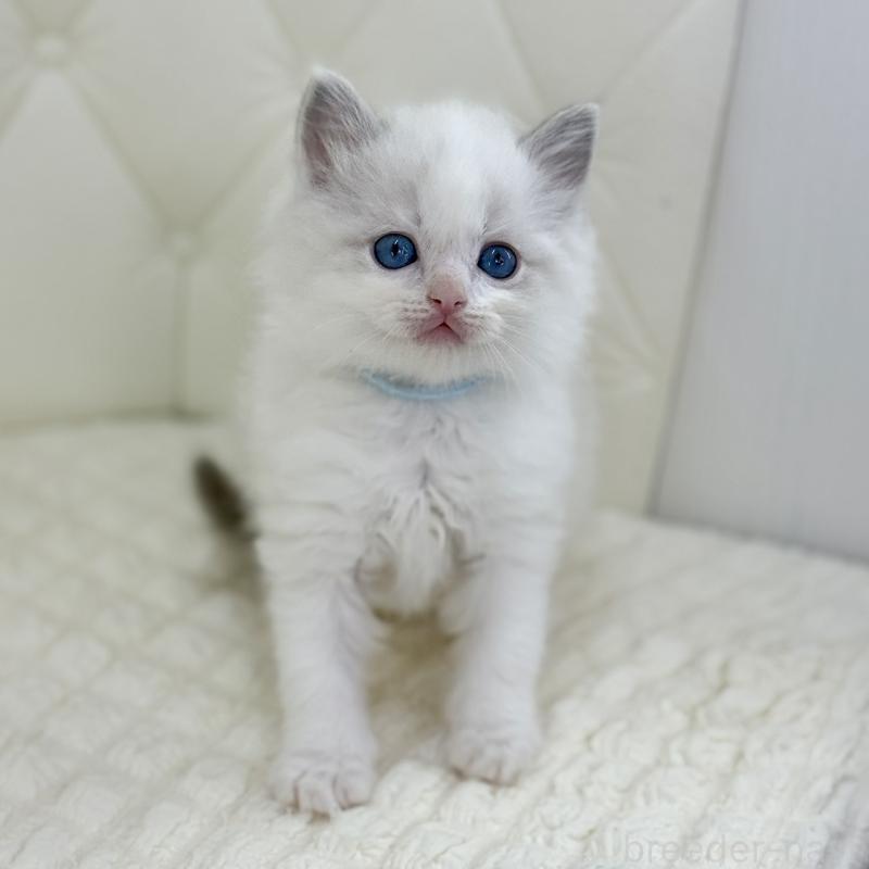 販売中の鹿児島県のサイベリアン-134408の5枚目