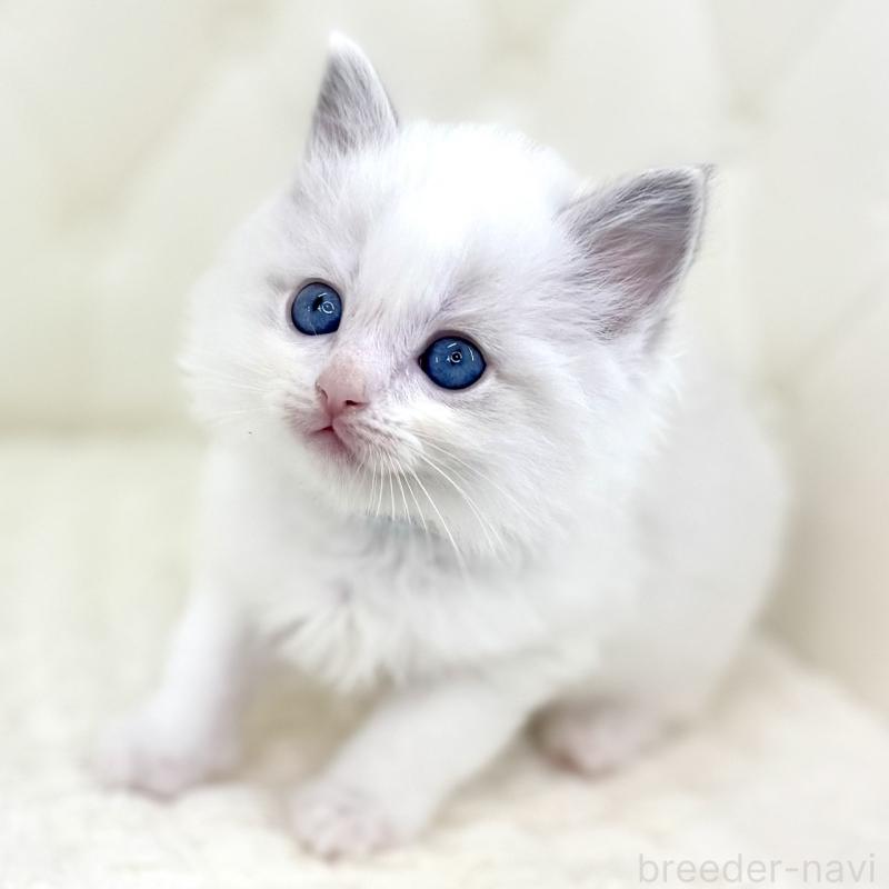 販売中の鹿児島県のサイベリアン-134408の4枚目