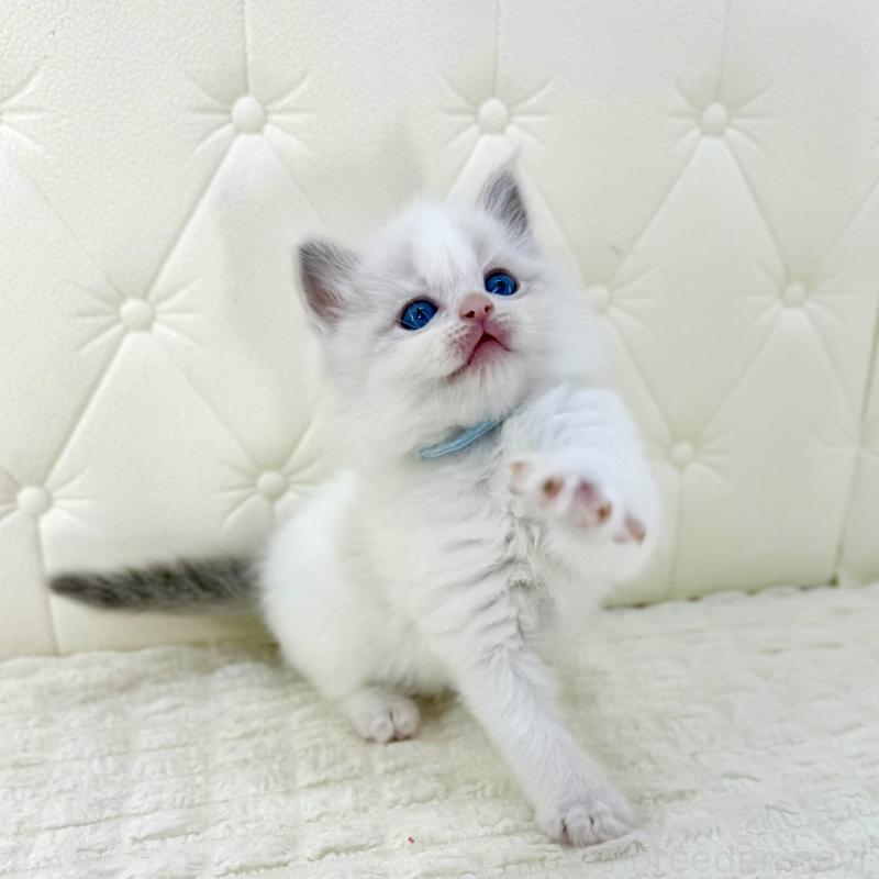 販売中の鹿児島県のサイベリアン-134408の2枚目