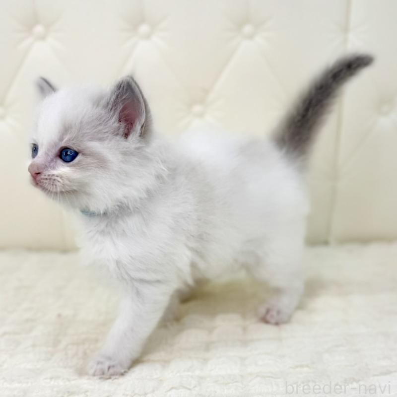 販売中の鹿児島県のサイベリアン-134408の3枚目