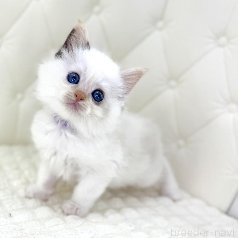 販売中の鹿児島県のサイベリアン-134409の1枚目