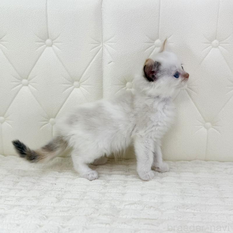 販売中の鹿児島県のサイベリアン-134409の9枚目