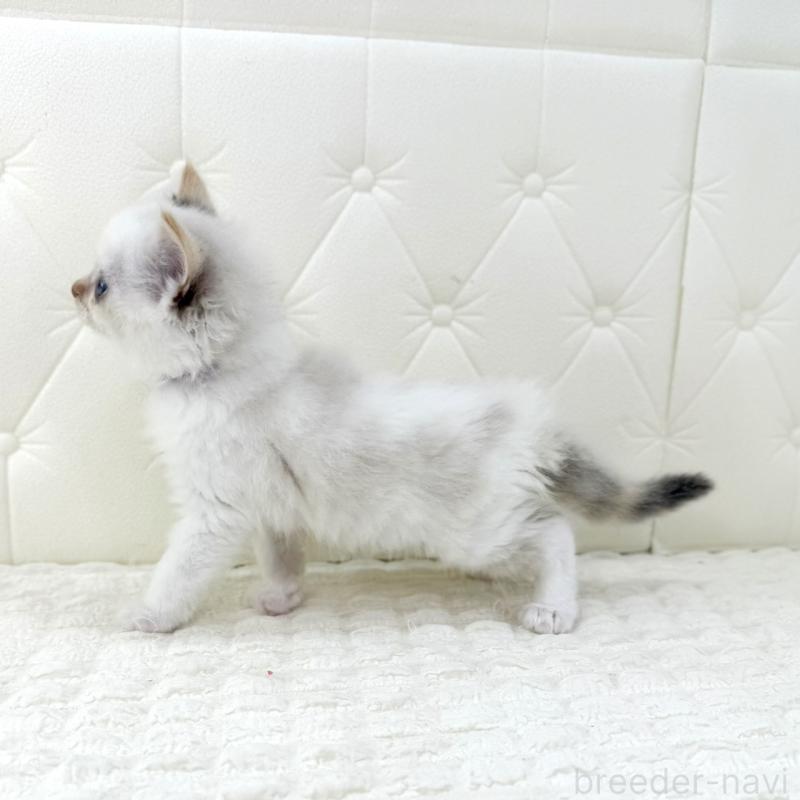 販売中の鹿児島県のサイベリアン-134409の8枚目