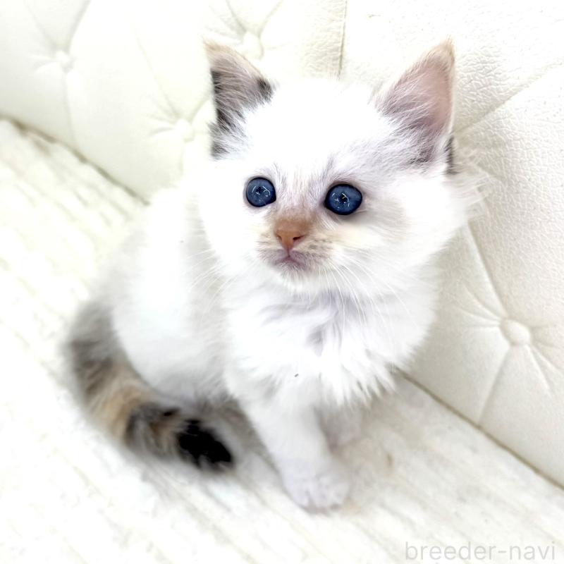 販売中の鹿児島県のサイベリアン-134409の7枚目