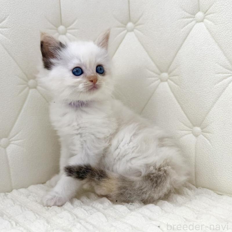 販売中の鹿児島県のサイベリアン-134409の6枚目