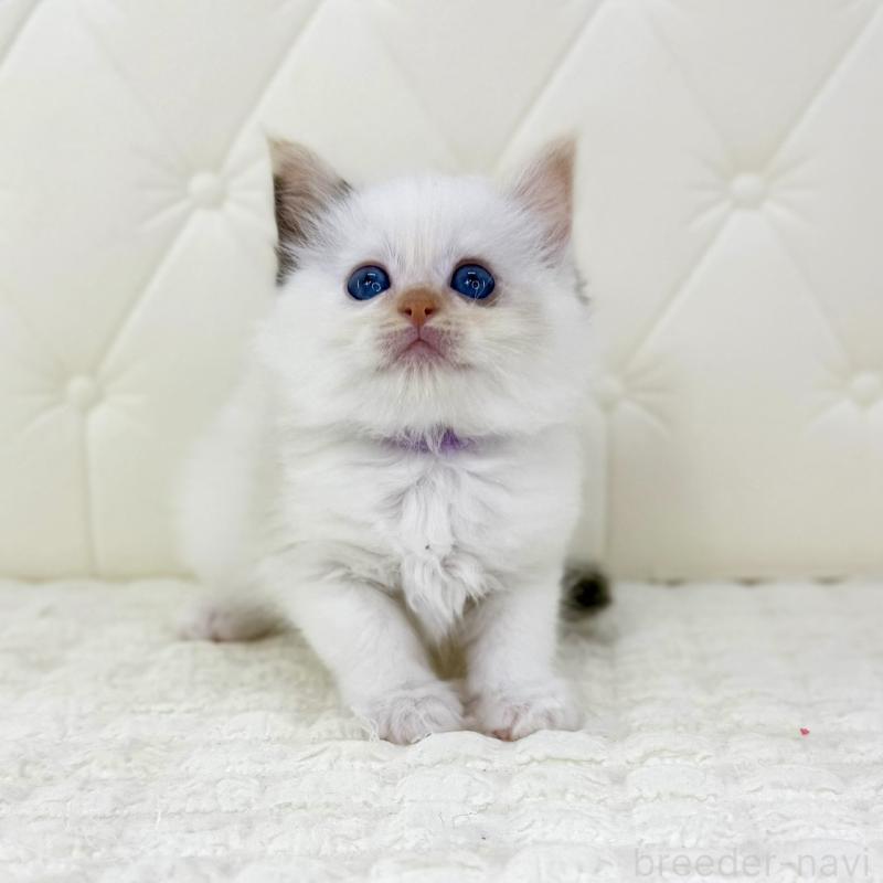 販売中の鹿児島県のサイベリアン-134409の5枚目