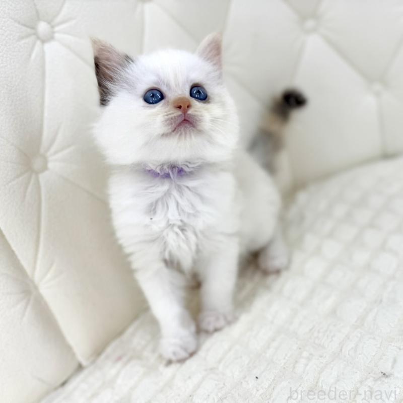 販売中の鹿児島県のサイベリアン-134409の4枚目