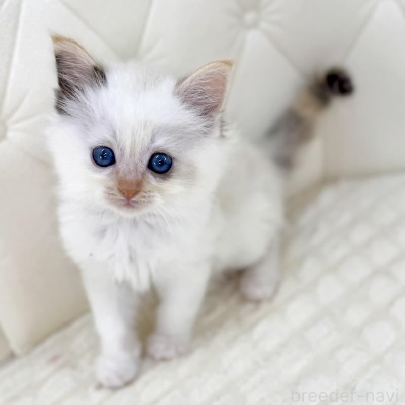 販売中の鹿児島県のサイベリアン-134409の3枚目