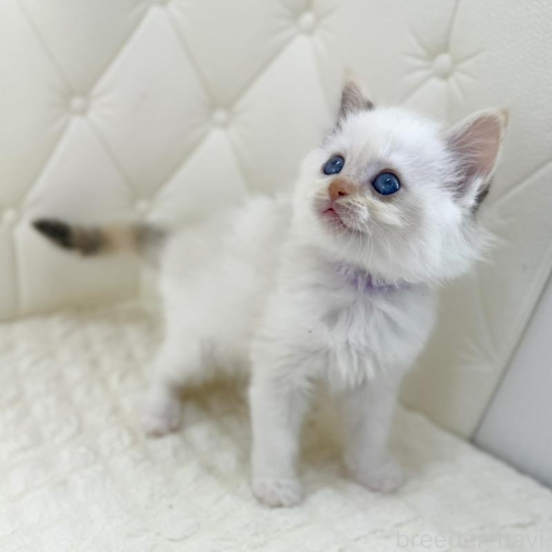 販売中の鹿児島県のサイベリアン-134409の2枚目