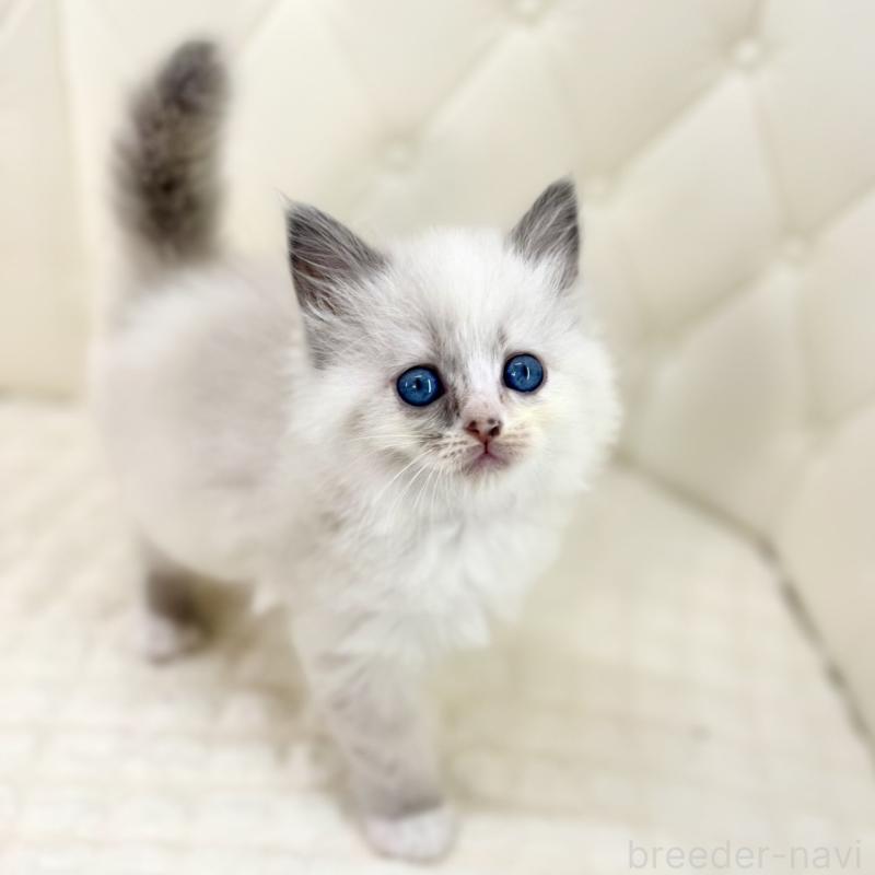 販売中の鹿児島県のサイベリアン-134410の1枚目